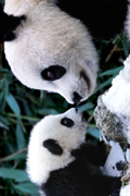 PANDAS