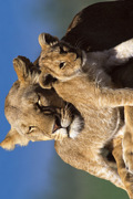 LIONS