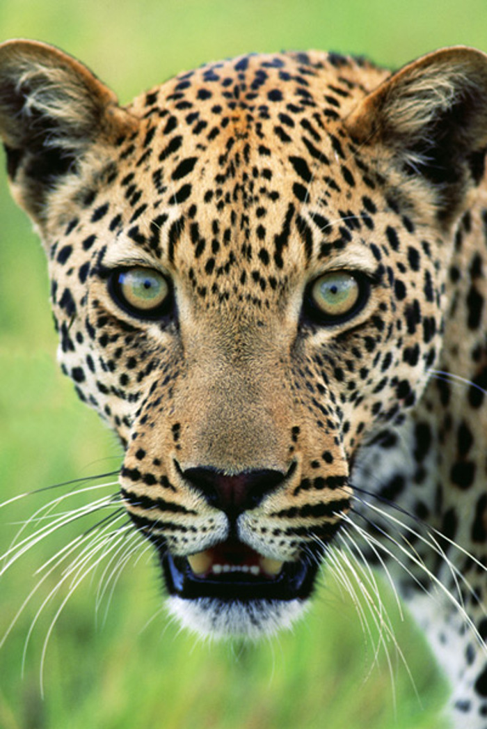 CHEETAH