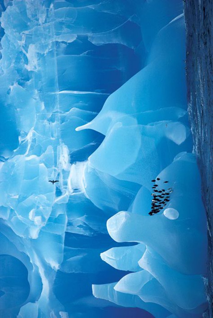 PENGUINS IN ANTARCTIC