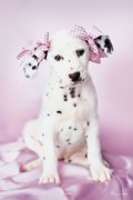 PUPPY IN PINK