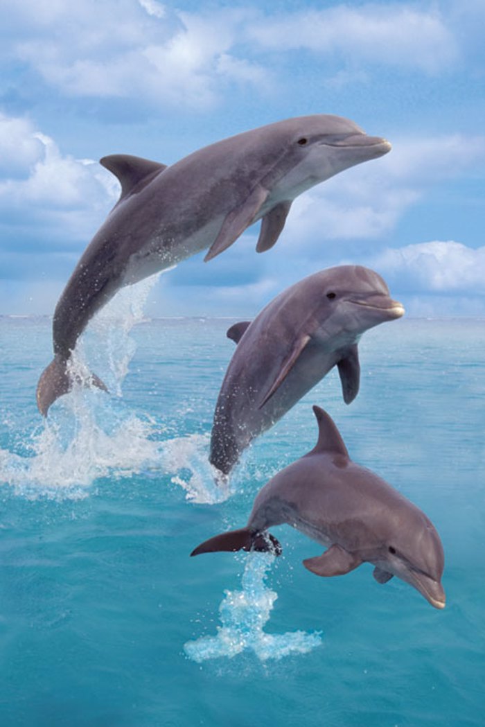 DOLPHINS